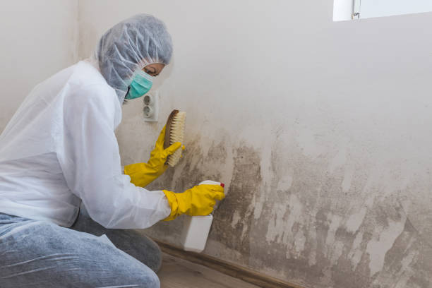 Best Black Mold Remediation in Beechwood, MS