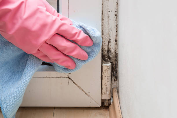 Best Mold Testing and Inspection Services in Beechwood, MS