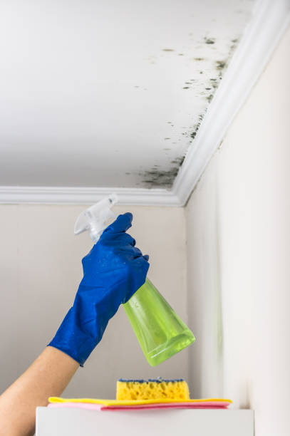 Best HVAC Mold Remediation in Beechwood, MS